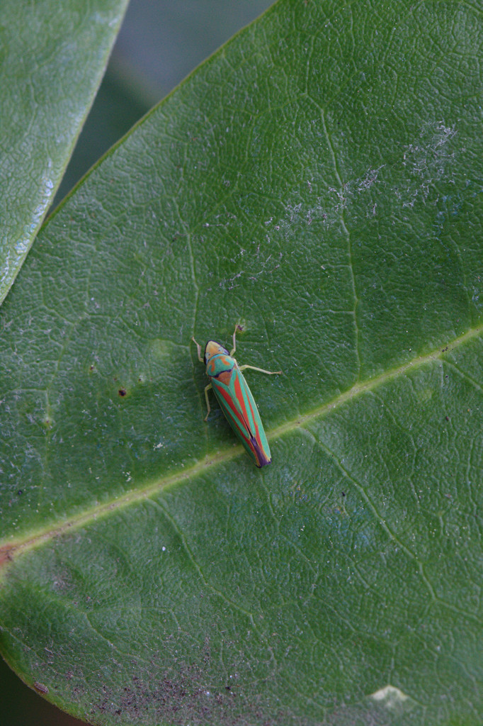 Rhododendron leafhopper (<EM>Graphocephala fennahi</EM>)