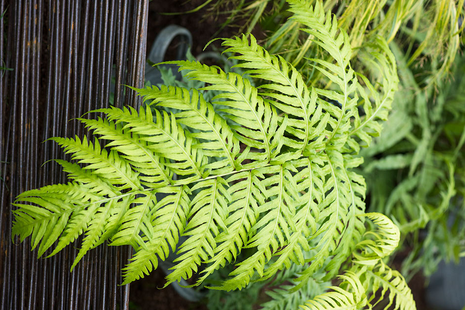 Key plants in the garden