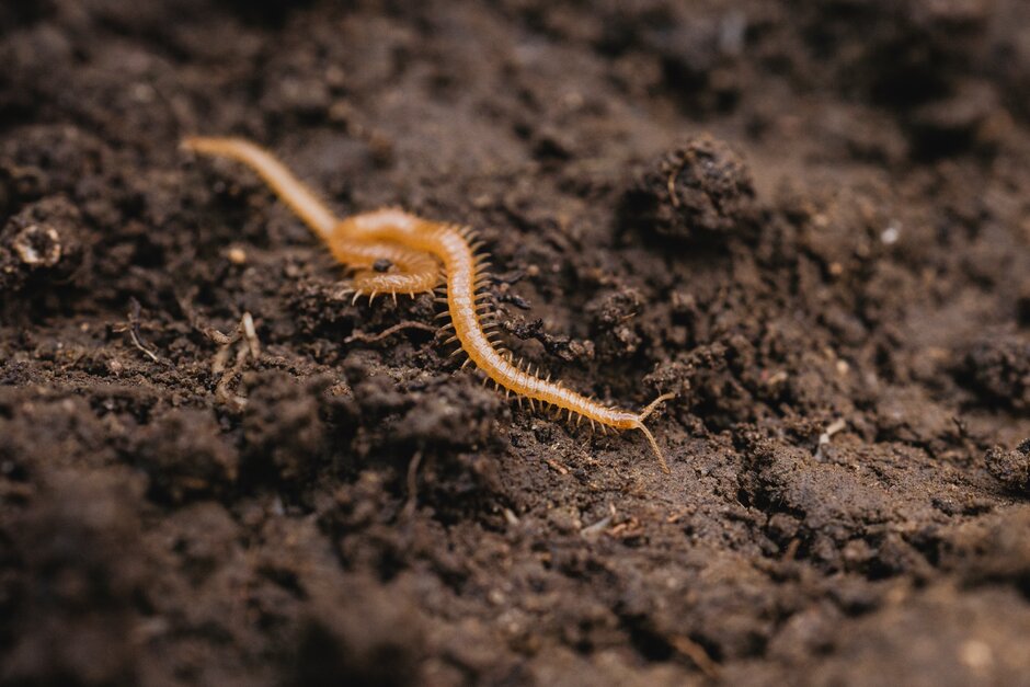 Snake centipede (<EM>Stigmatogaster subterranea</EM>)