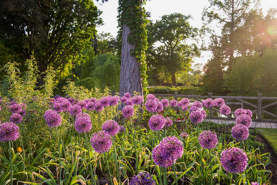 Discover alliums