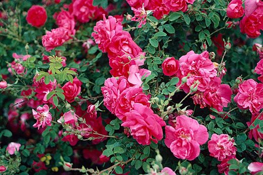 Rosa 'Cerise Bouquet'