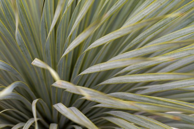 Primal Plants at RHS Malvern Spring