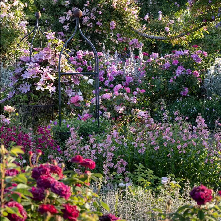 Roses can fill the garden with scent and colour from early summer