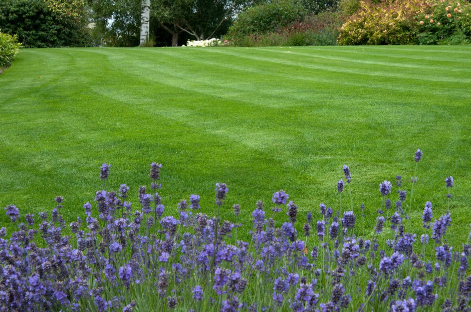 A well-maintained lawn 