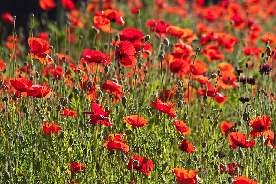 Poppies