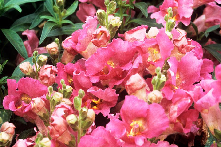 Snapdragons