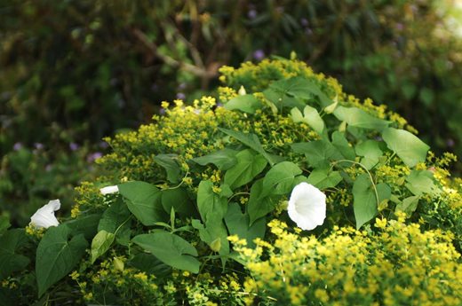 Hedge bindweed