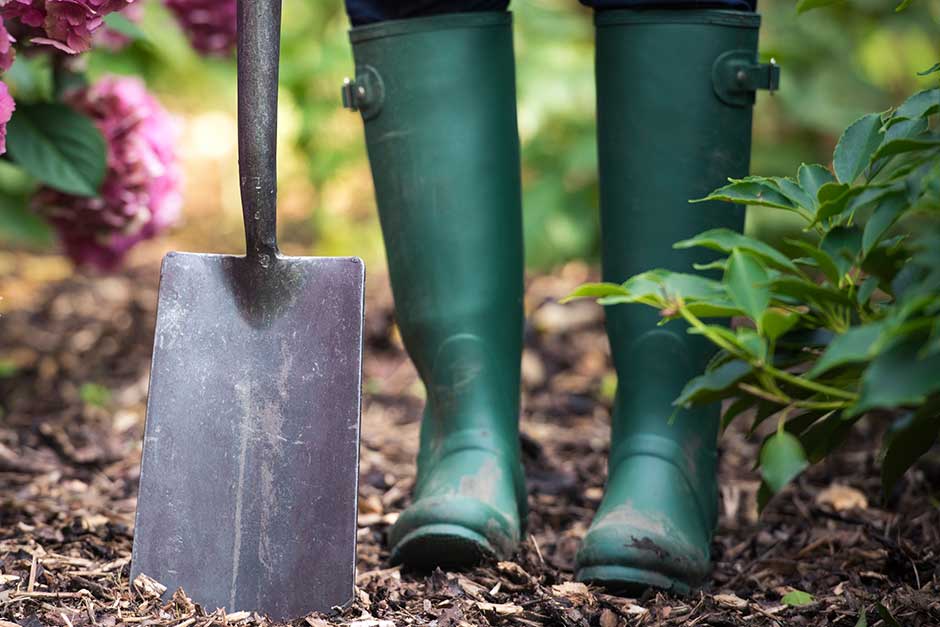 How to grow hostas